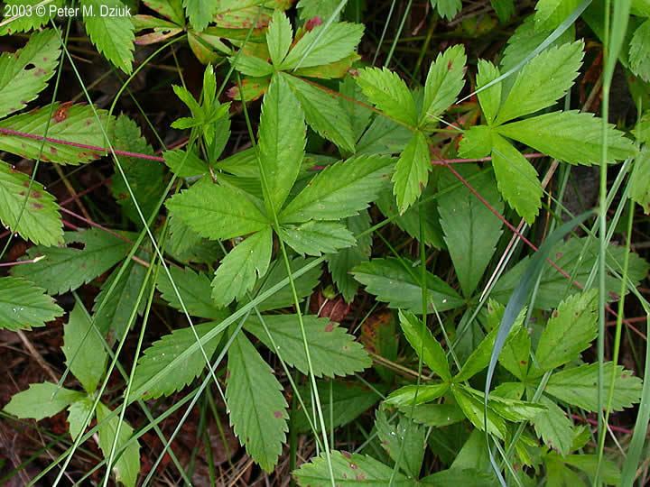 Potentilla simplex Potentilla simplex Common Cinquefoil Minnesota Wildflowers