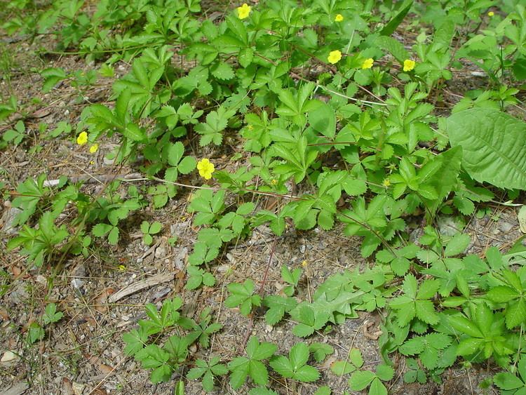 Potentilla simplex Potentilla simplex common cinquefoil oldfield cinquefoil Go Botany