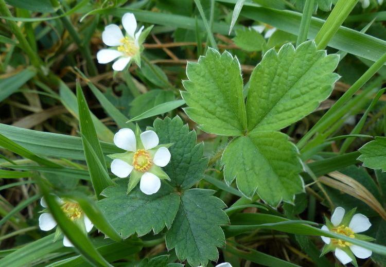 Potentilla sterilis Potentilla sterilis The Barren Strawberry Easy Wildflowers