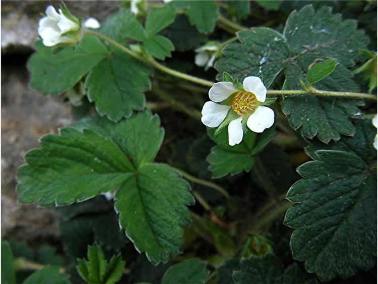 Potentilla sterilis Barren Strawberry Potentilla sterilis NatureSpot