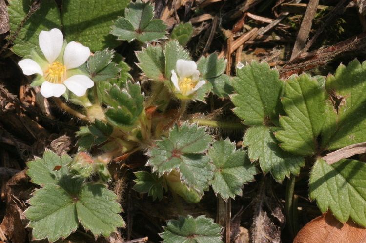 Potentilla sterilis FilePotentilla sterilis ErdbeerblattFingerkraut IMG 6577JPG