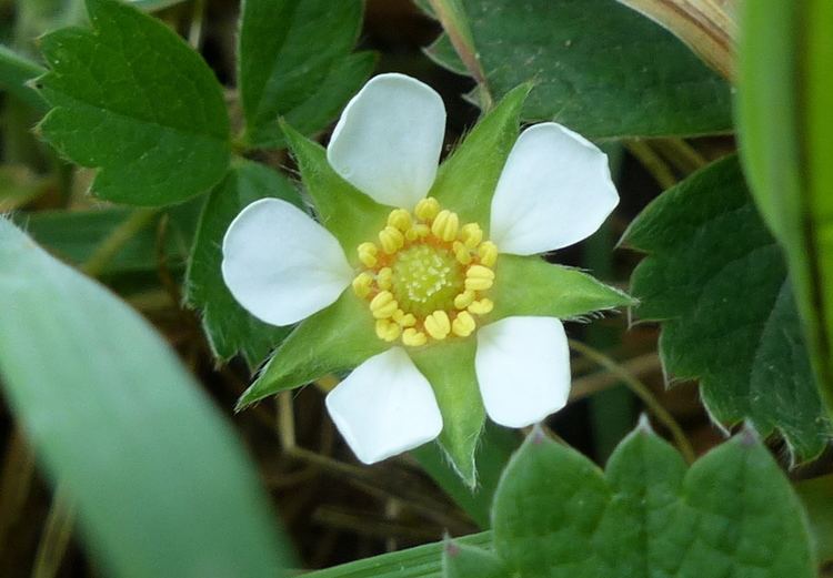 Potentilla sterilis Potentilla sterilis The Barren Strawberry Easy Wildflowers