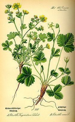 Potentilla sterilis httpsuploadwikimediaorgwikipediacommonsthu