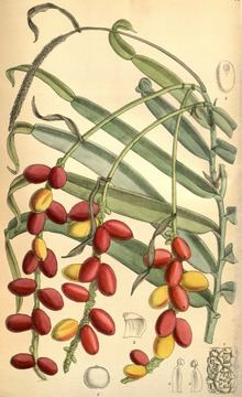 Pothos (genus) httpsuploadwikimediaorgwikipediacommonsthu