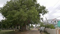 Pothumarru httpsuploadwikimediaorgwikipediacommonsthu