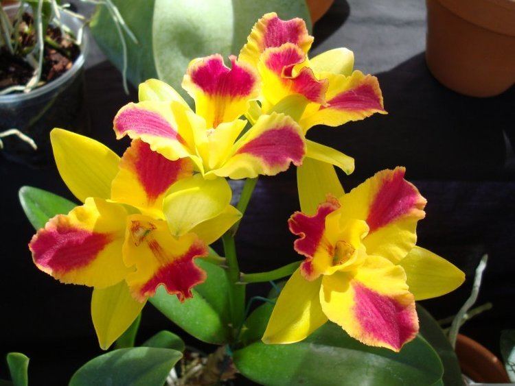 Potinara Happy Blog Potinara Orchid