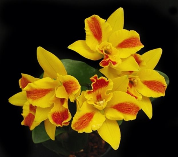 Potinara Potinara Burana Beauty 39Burana39 HCCAOS presented by Orchids Limited