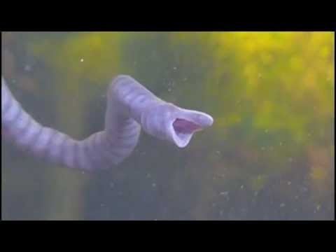 Potomotyphlus Potomotyphlus kaupii Burping YouTube