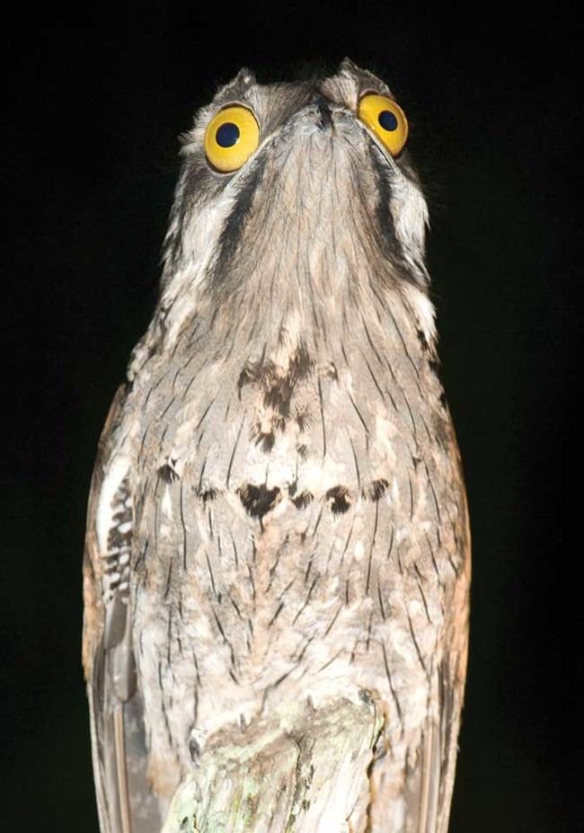 Potoo The Great Potoo Is The Silliest Bird