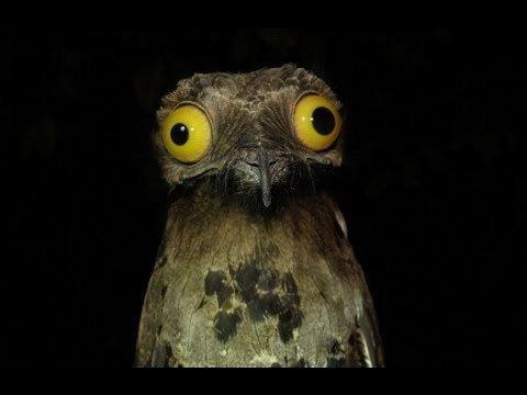 Potoo Enter the Wilderness Ten Facts about the Potoo Bird YouTube