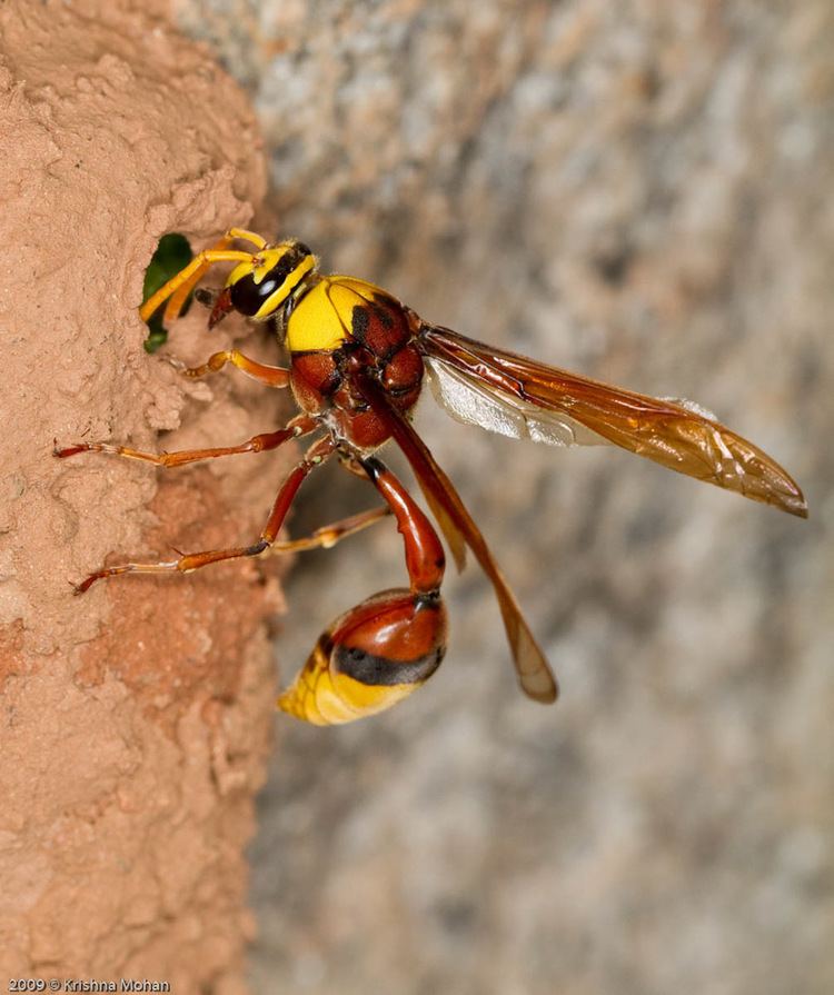 Potter wasp - Alchetron, The Free Social Encyclopedia