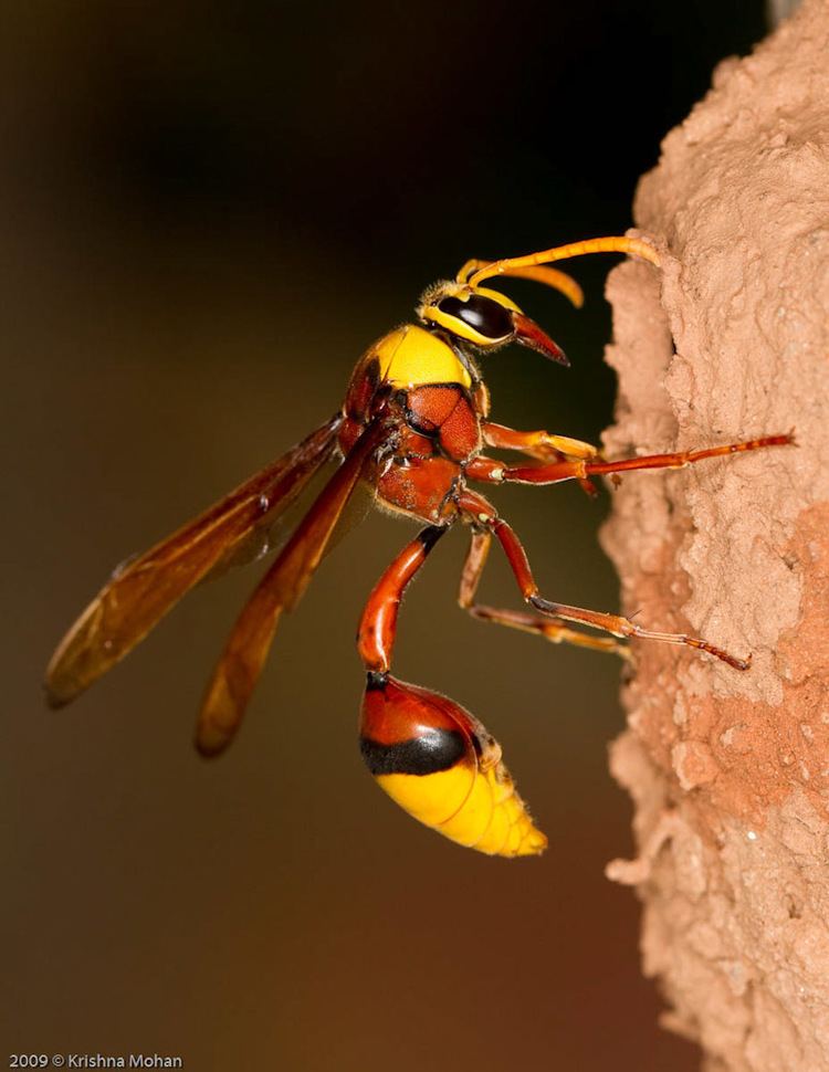 Potter wasp - Alchetron, The Free Social Encyclopedia