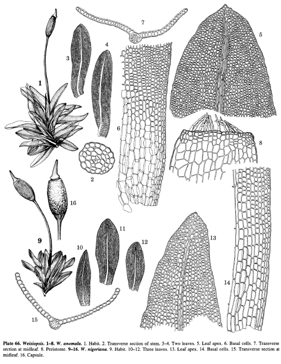 Pottiaceae GenPott
