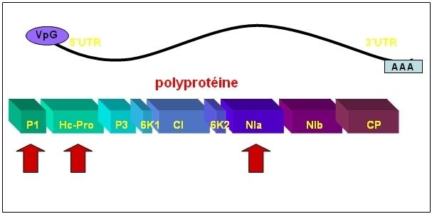 Potyvirus 1 Introduction