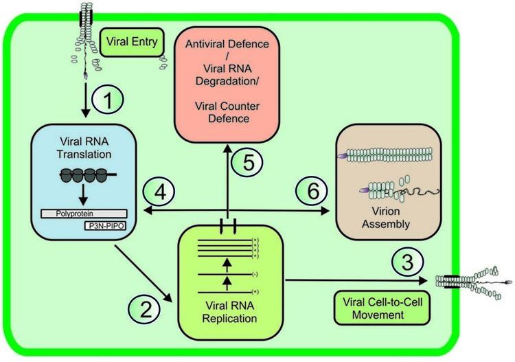 Potyvirus Frontiers Intracellular coordination of potyviral RNA functions in