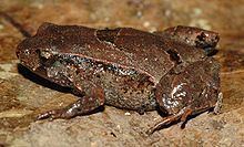Pouched frog httpsuploadwikimediaorgwikipediacommonsthu