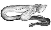 Pouched lamprey httpsuploadwikimediaorgwikipediacommonsthu