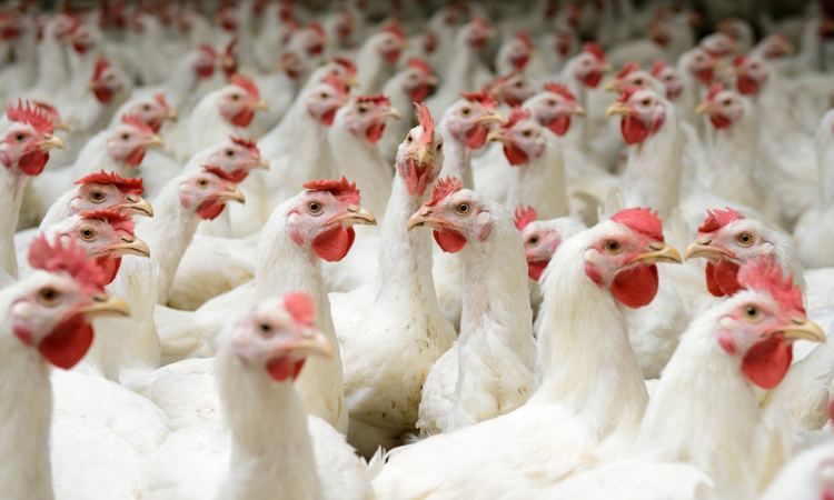 Poultry Poultry demand unable to keep up with stocks