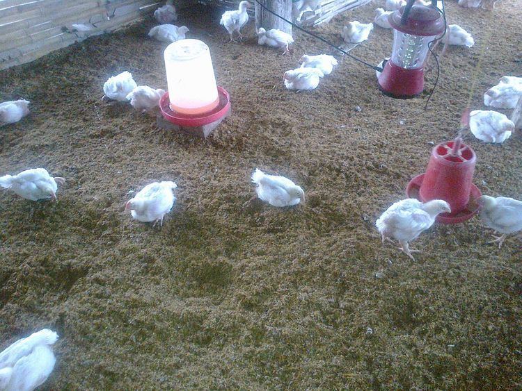 Poultry farming In Nepal