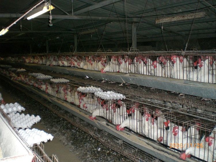 Poultry farming in the United States