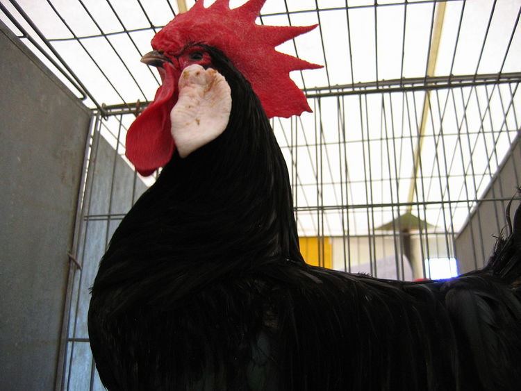 Poultry show