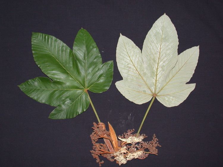 Pourouma Smithsonian Tropical Research InstitutePourouma bicolor subspchocoana