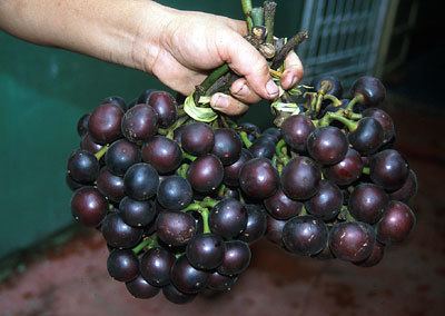 Pourouma cecropiifolia Pourouma cecropiifolia Amazon grape Rare Fruits Edibles and