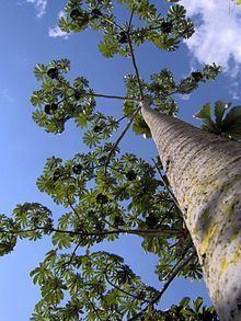 Pourouma cecropiifolia httpsuploadwikimediaorgwikipediacommonsthu