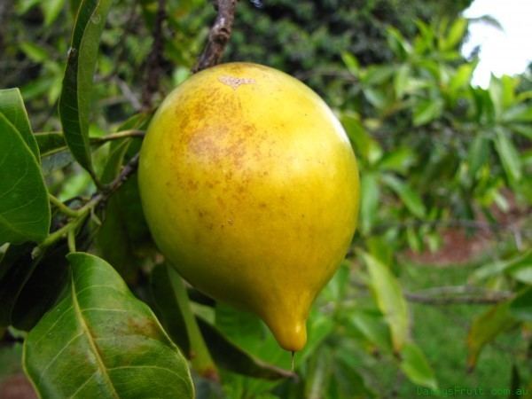 Pouteria caimito Abiu pouteria caimito a subtropical fruit tree