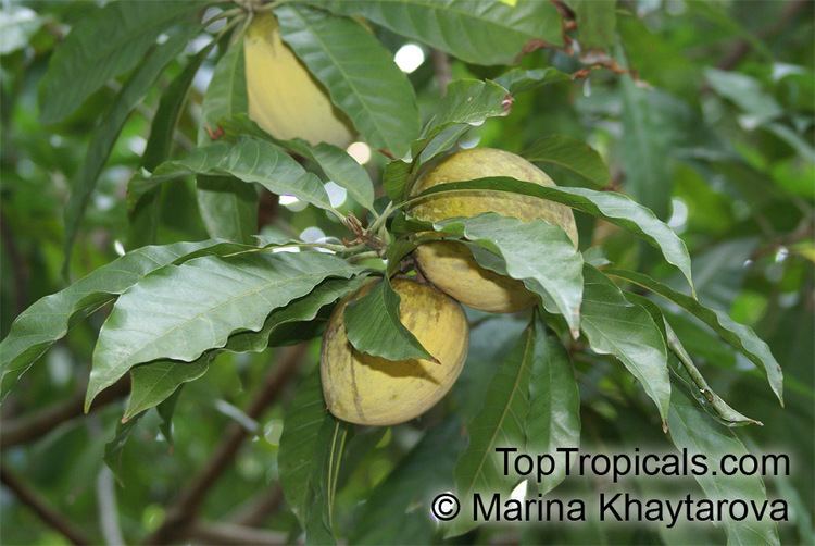 Pouteria caimito Pouteria caimito Abiu Caimito TopTropicalscom