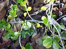 Pouteria cotinifolia httpsuploadwikimediaorgwikipediacommonsthu