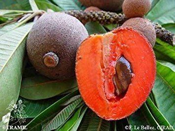 Pouteria sapota Amazoncom 5 Giant Mamey Sapote Seeds Rare Exotic Organic