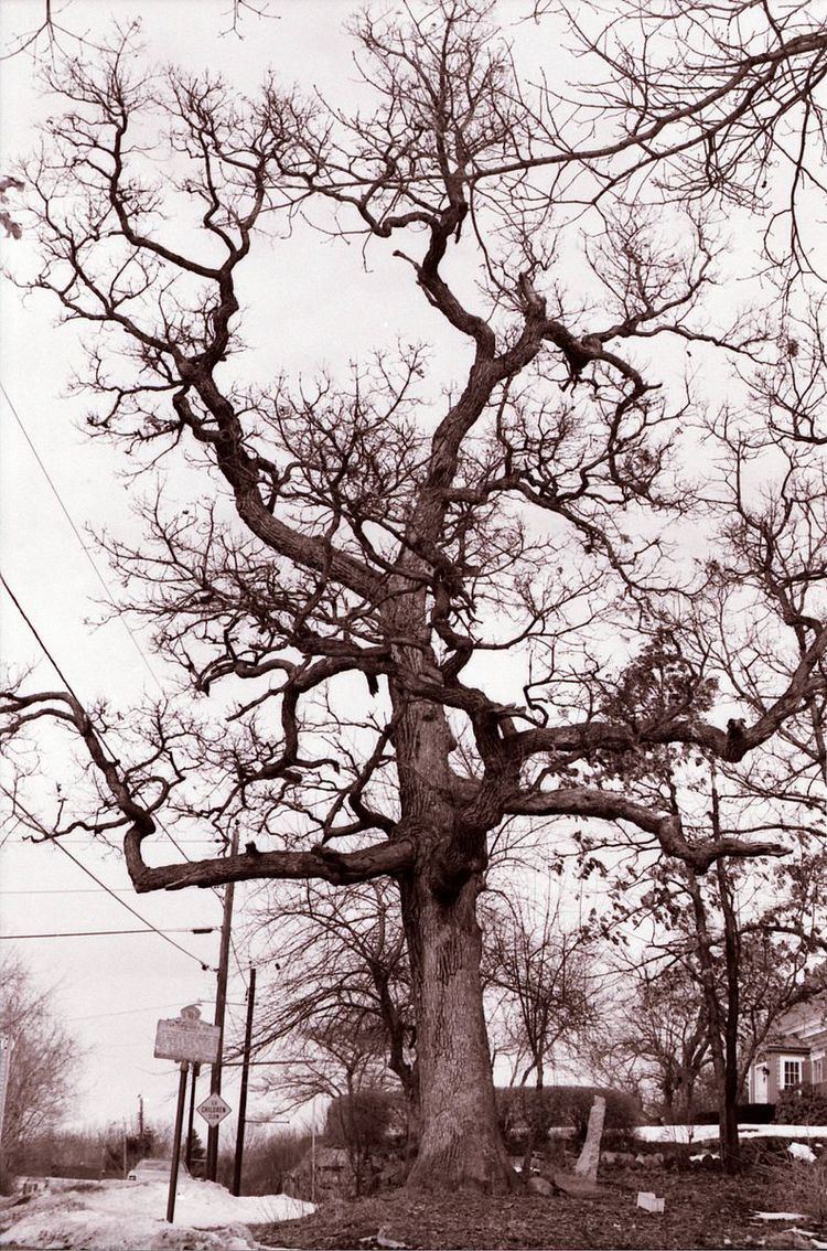 Pow-Wow Oak Tree