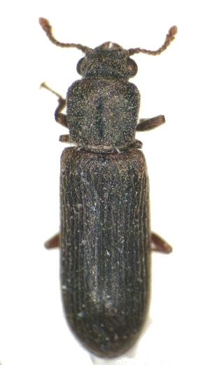 Powderpost beetle Powderpost Beetle