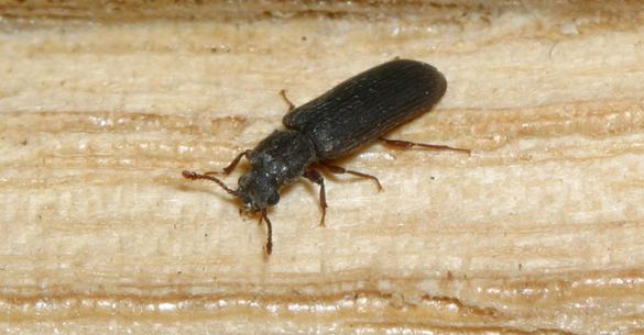 Powderpost beetle Lyctid Powderpost Beetles Suggestions for Control Insects in the City