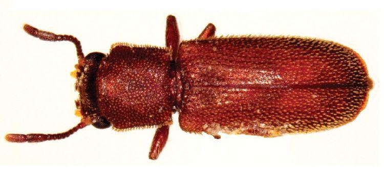 Powderpost beetle Powderpost beetle Wikipedia