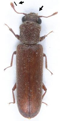 Powderpost beetle insectesnuisiblescicrpfrsitesdefaultfilesfa