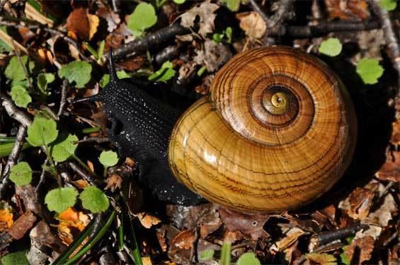 Powelliphanta wwwdocgovtnzpagefiles3191powelliphantahochs