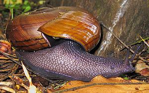 Powelliphanta Powelliphanta Wikiwand