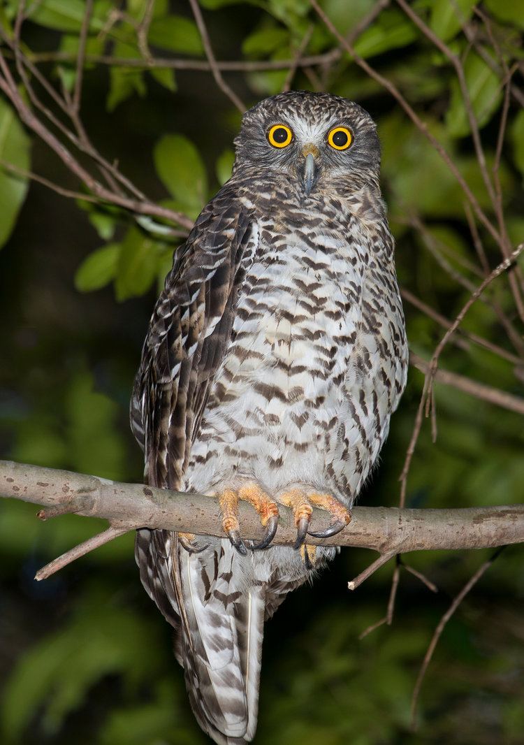 Powerful owl Powerful Owl Ninox strenua