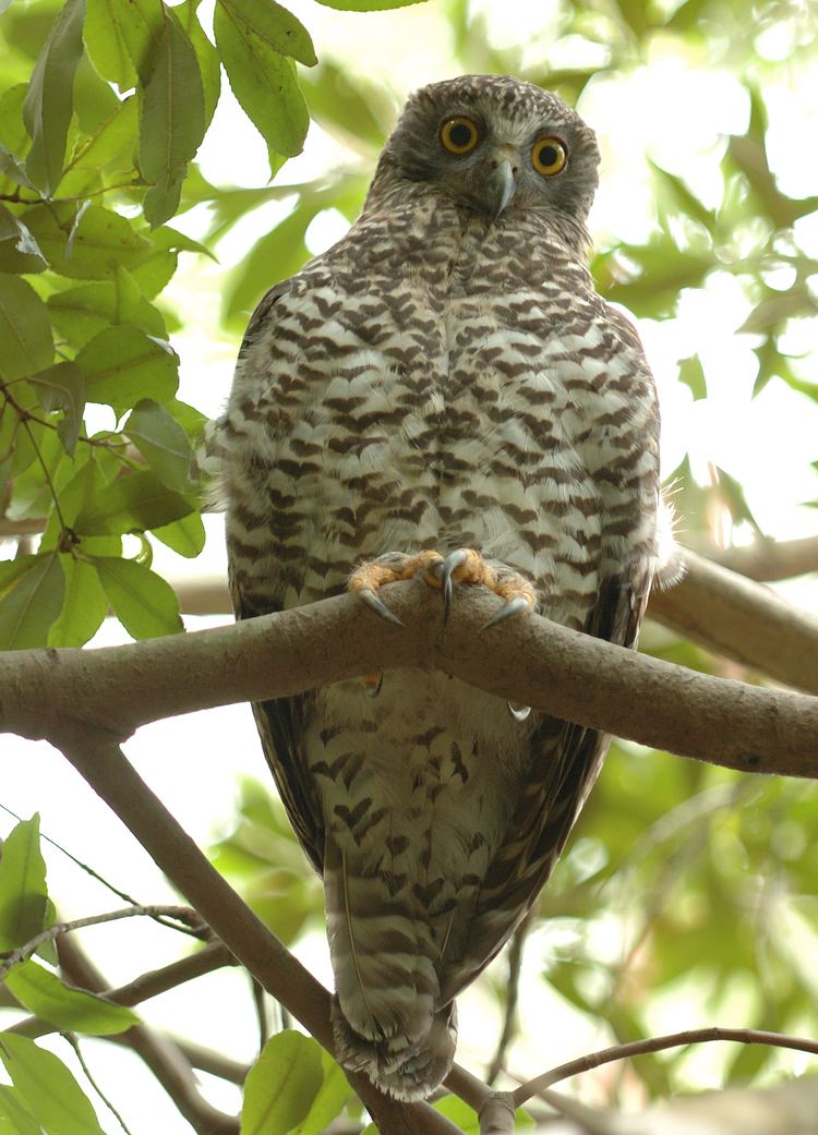 Powerful owl Powerful Owl BIRDS in BACKYARDS