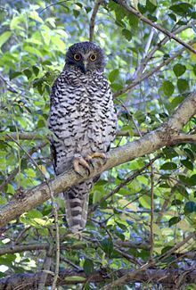 Powerful owl httpsuploadwikimediaorgwikipediacommonsthu
