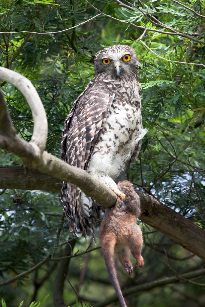 Powerful owl Powerful owl Wikipedia