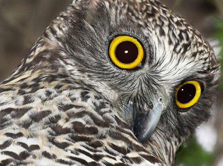 Powerful owl Powerful Owl Ninox strenua Information Pictures Sounds The