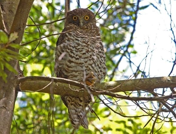 Powerful owl Powerful Owl BirdLife Australia