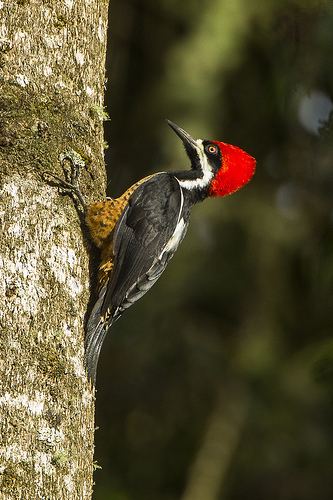 Powerful woodpecker Campephilus Woodpeckers