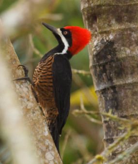 Powerful woodpecker Field Guides Birding Tours News and Articles Part 13