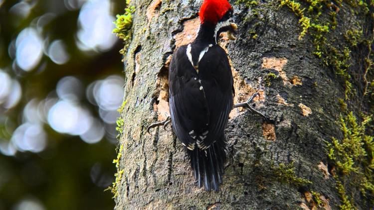 Powerful woodpecker Powerful Woodpecker Colombia YouTube