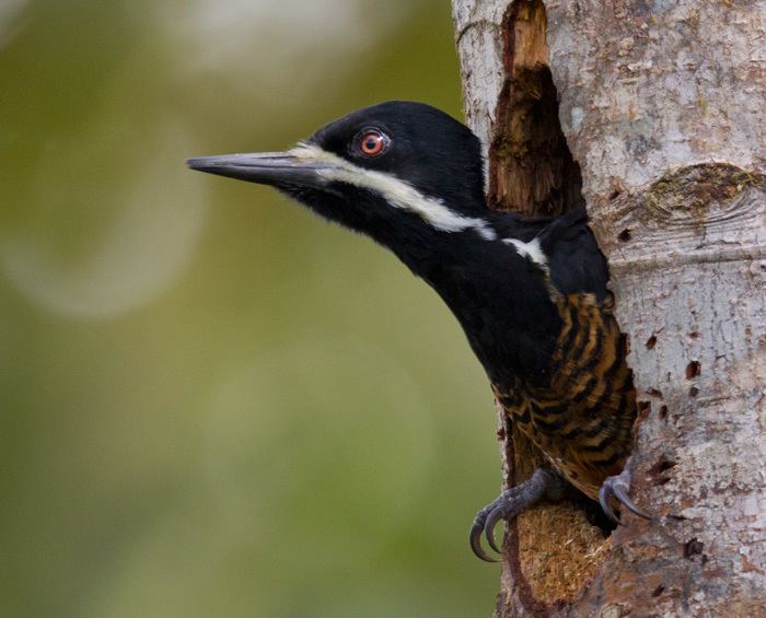 Powerful woodpecker powerful woodpecker picamaderos poderoso Esp Campephilus pollens