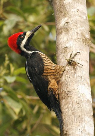 Powerful woodpecker Luke Seitz Ecuador Powerful Woodpecker Campephilus pollens